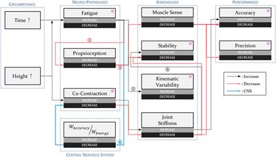 The effects of operating height and the passage of time on the end-point performance of fine manipulative tasks that require high accuracy